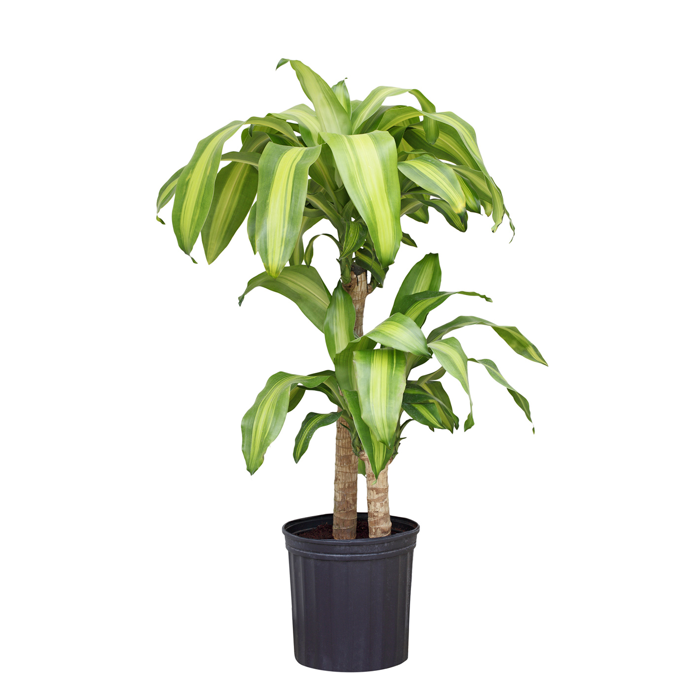 価格.com】ドラセナ（幸福の木）の育て方・通販