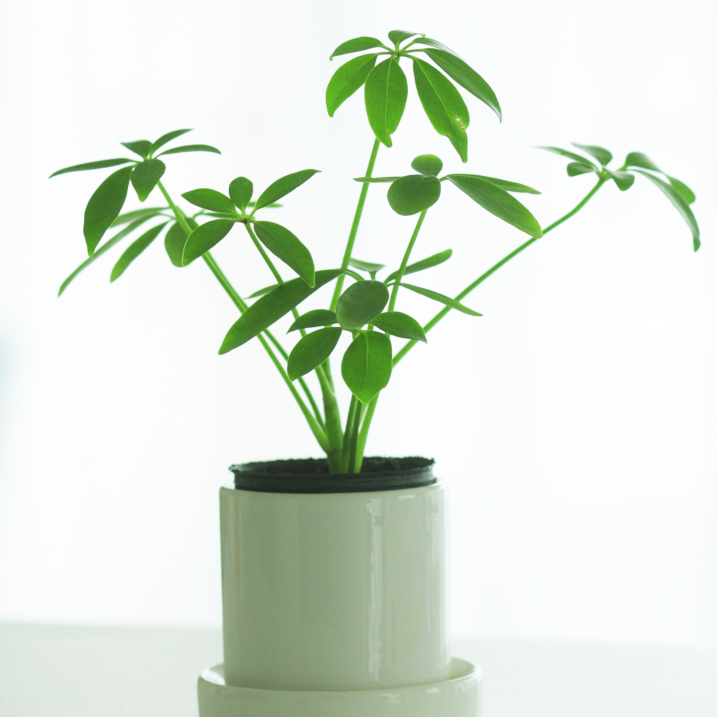 価格.com】カポック（シェフレラ）の育て方・通販