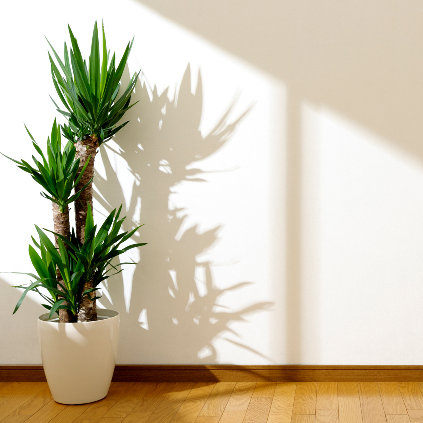 価格.com】ユッカ（青年の木）の育て方・通販