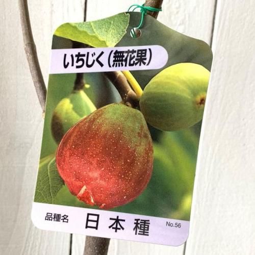 イチジク 苗木 日本種 12cmポット苗 いちじく 苗 無花果-ブルーベリー