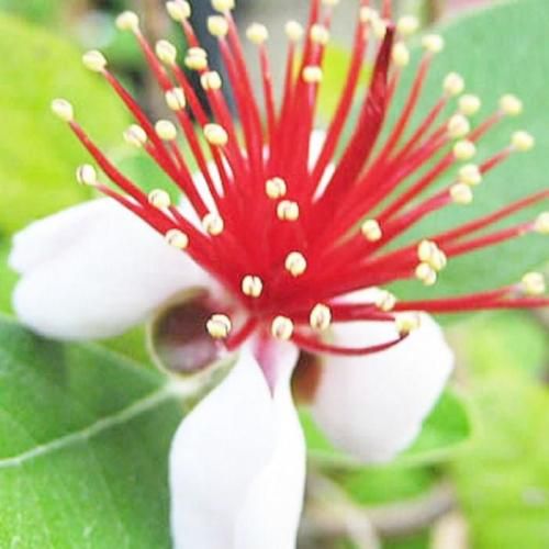 フェイジョア 苗木 トライアンフ 13.5cmポット苗 3年生苗 フェイジョア