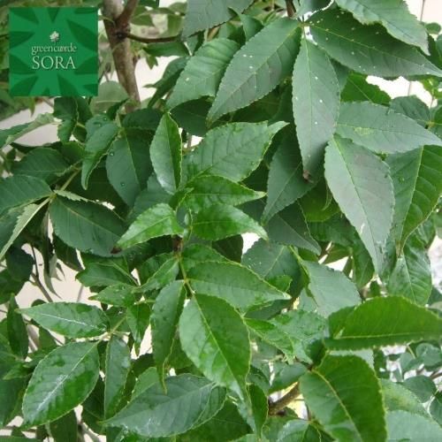 ハイノキ 株立 樹高H:2500mm - SORAの植木屋さん