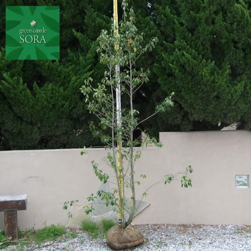 ソヨゴ 株立 樹高H:2500mm - SORAの植木屋さん