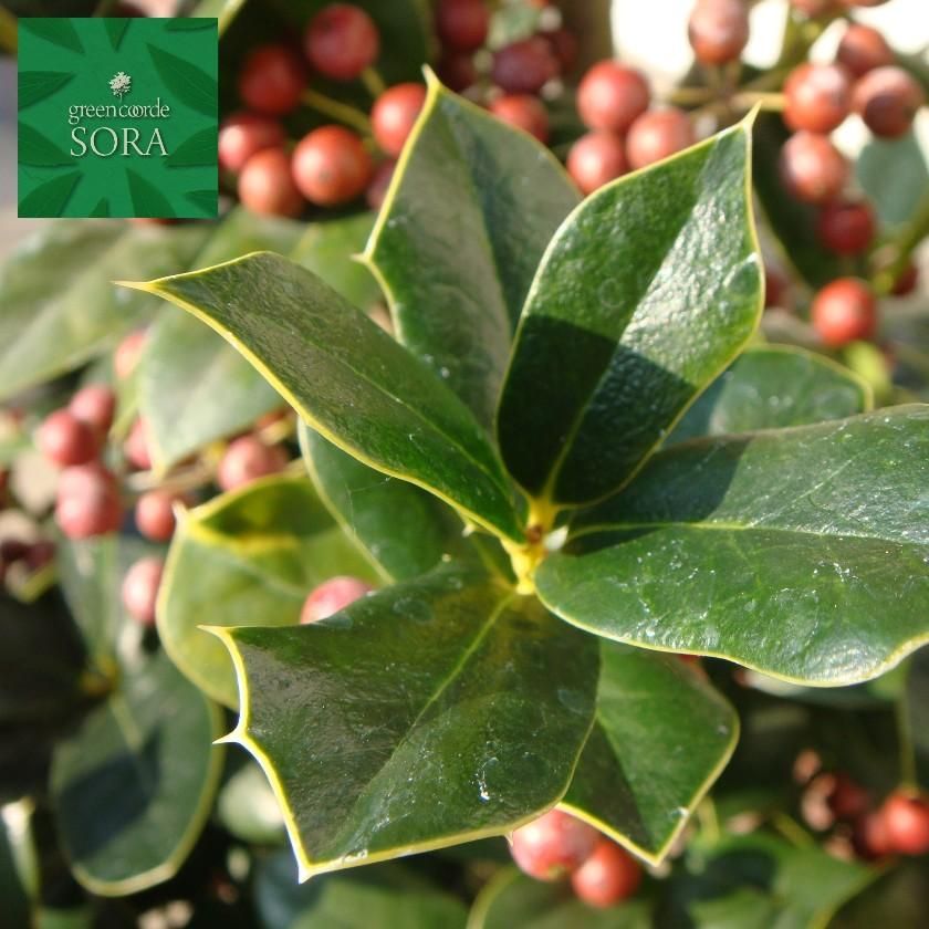 セイヨウヒイラギ H700～900 - SORAの植木屋さん