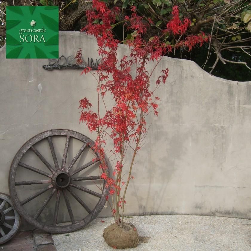 イロハモミジ 株立 樹高 H:2000mm - SORAの植木屋さん