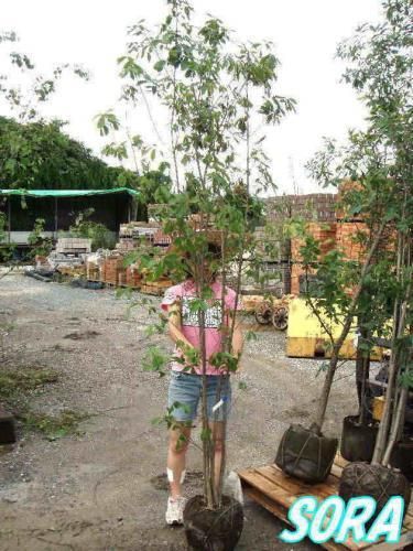 コナラ 株立 樹高H:1800mm - SORAの植木屋さん