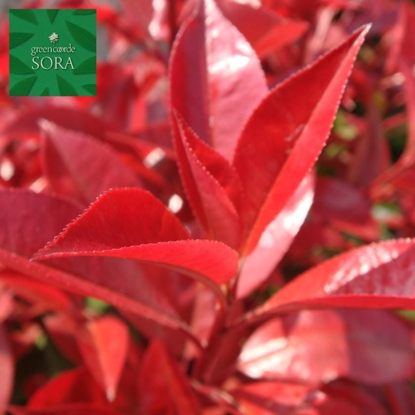 レッドロビン H1100～1300 10本 - SORAの植木屋さん