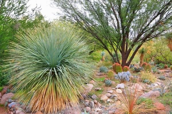 ユッカロストラータ ブルースワン 100cm耐寒性ユッカ 10号