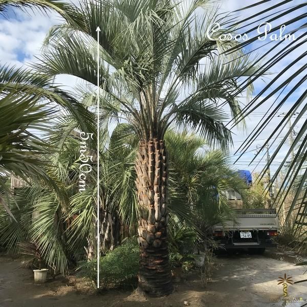 ココスヤシ - ヤシの木 ソテツ ドラセナ販売 プールの庭 ｜COCOS