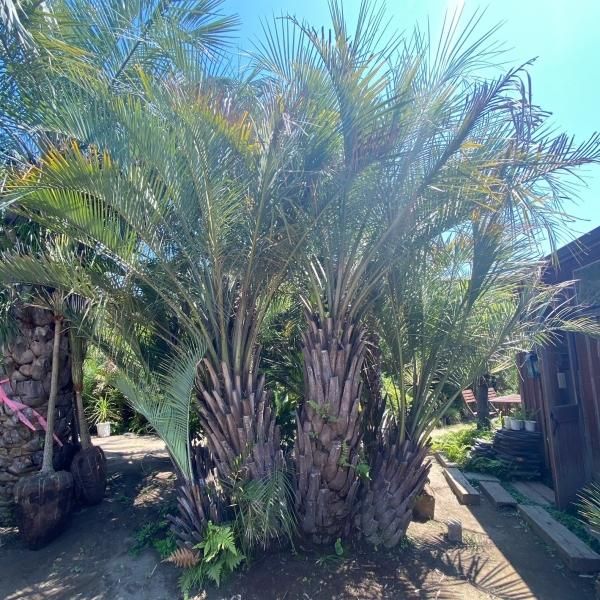 ココスヤシ - ヤシの木 ソテツ ドラセナ販売 プールの庭 ｜COCOS