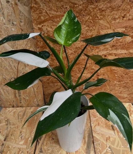 斑入りフィロデンドロン 入荷しました！ 江戸川区松島 新小岩 | VIVID