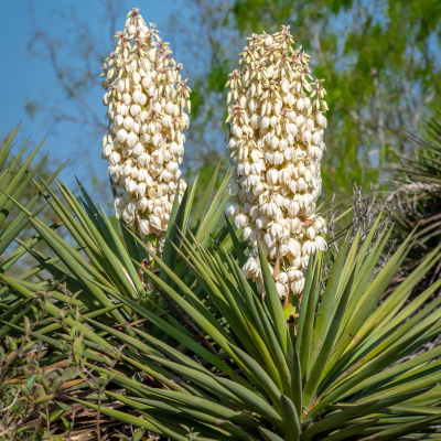 Departments - YUCCA SPANISH DAGGER 7' - 8' B&B
