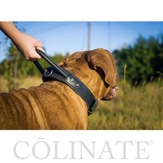 大型犬用 首輪 革 ハンドル付き【ヘビー デューティトレーニング カラー 】