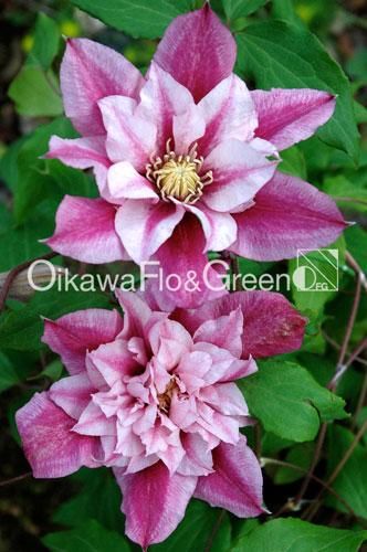 クレマチス専門ナーセリー 及川フラグリーン パトリシア・アン