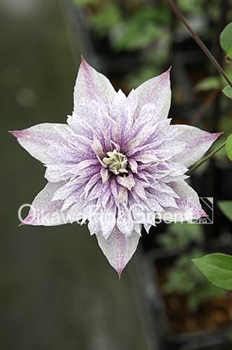 クレマチス専門ナーセリー 及川フラグリーン 水面の妖精