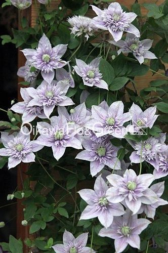 クレマチス専門ナーセリー 及川フラグリーン 水面の妖精