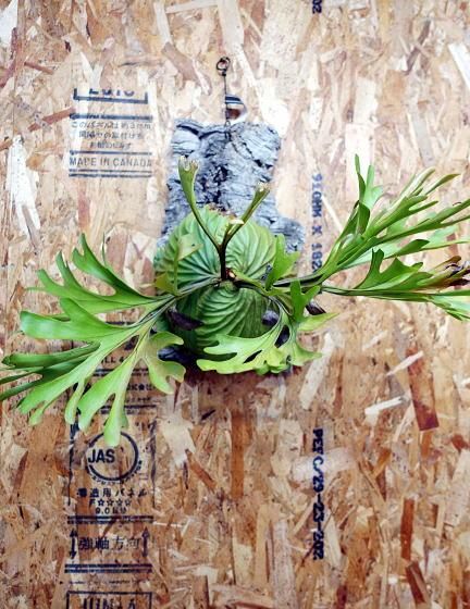 ビカクシダ リドレイ | 大 サイズ - 観葉植物・多肉植物の販売、通販