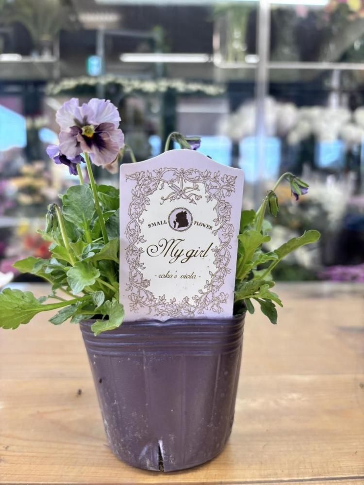 石川園芸 ビオラ マイガール