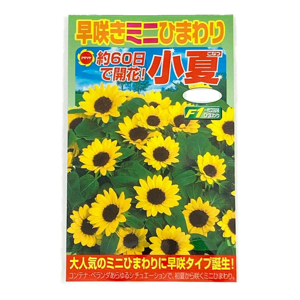 ひまわり小夏 | 花＆グリーン 通販 | ホームセンターのカインズ