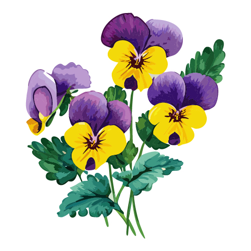 水彩で描かれたパンジーの花のイラスト 無料素材 | イラストダウンロード