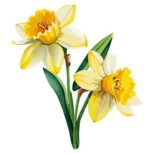 水彩で描かれた水仙の花のイラスト 無料素材 | イラストダウンロード
