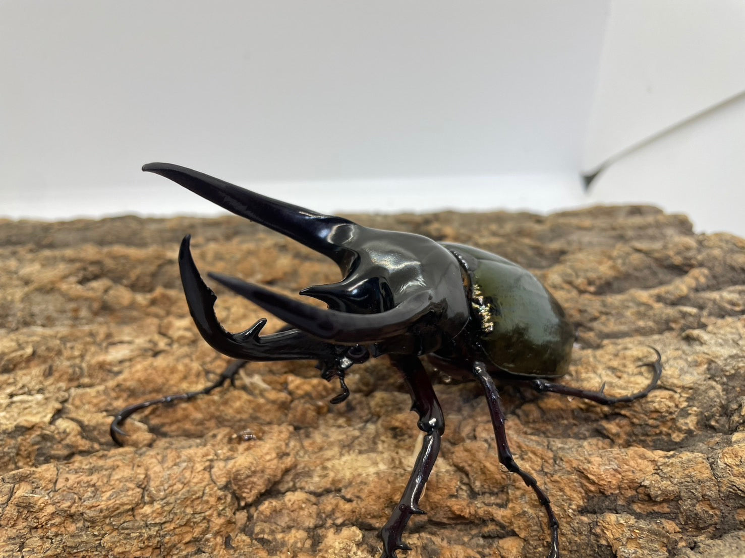 WD】コーカサスオオカブト(原名亜種） – INSECT SHOP KMY