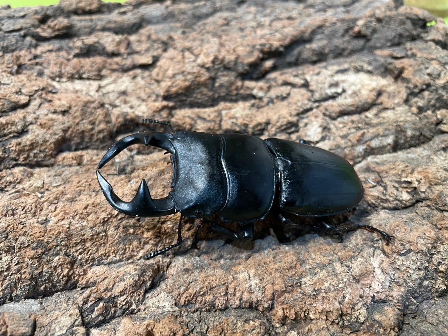 インドグランディスオオクワガタ – INSECT SHOP KMY