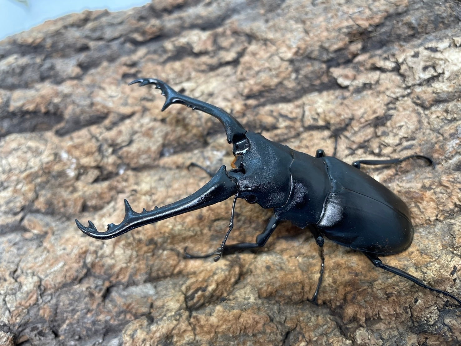 ギラファノコギリクワガタ – INSECT SHOP KMY