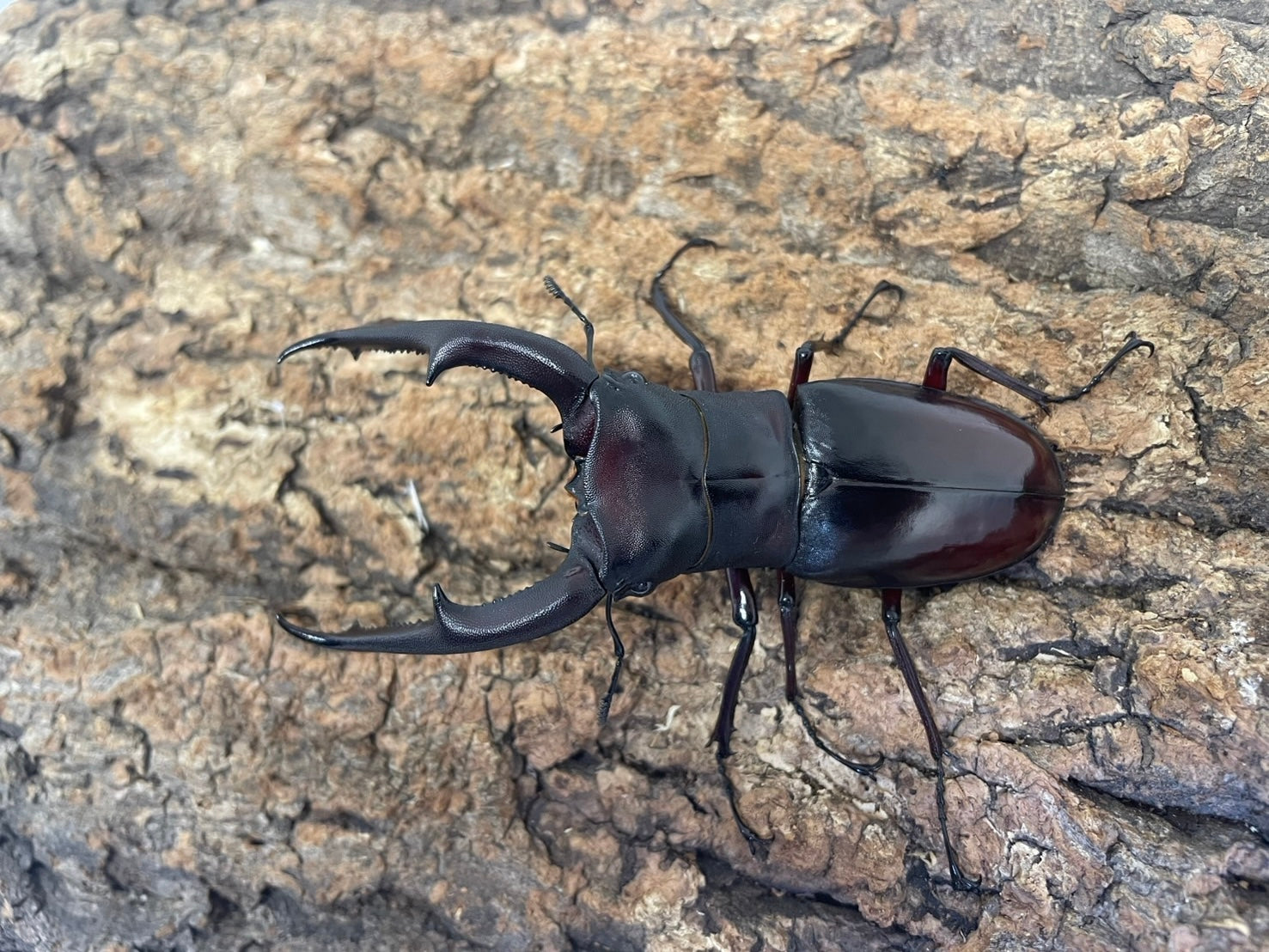 マンディブラリスフタマタクワガタ – INSECT SHOP KMY