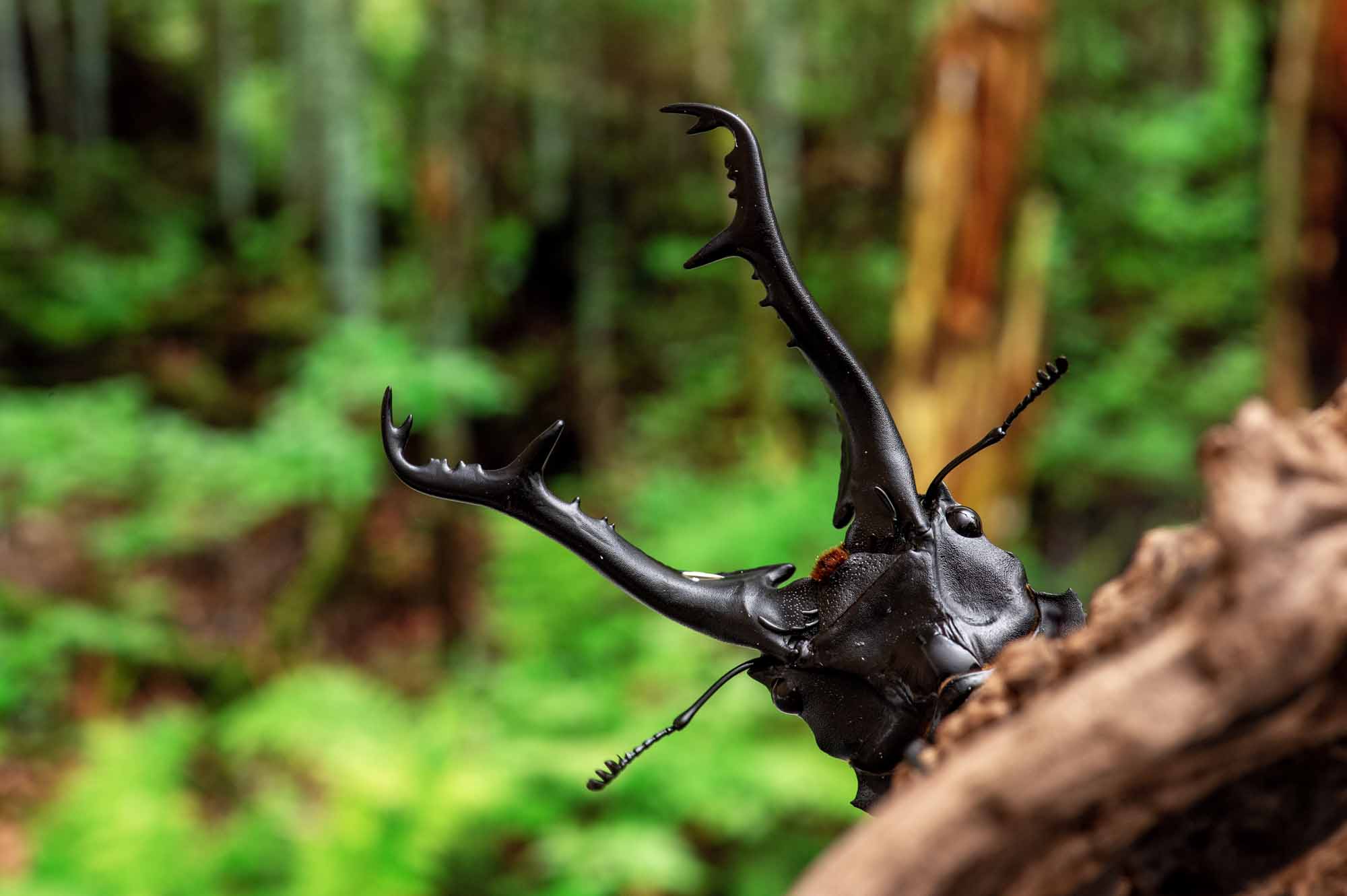 ギラファノコギリクワガタ | 虫の写真と生態なら昆虫写真図鑑「ムシミル」