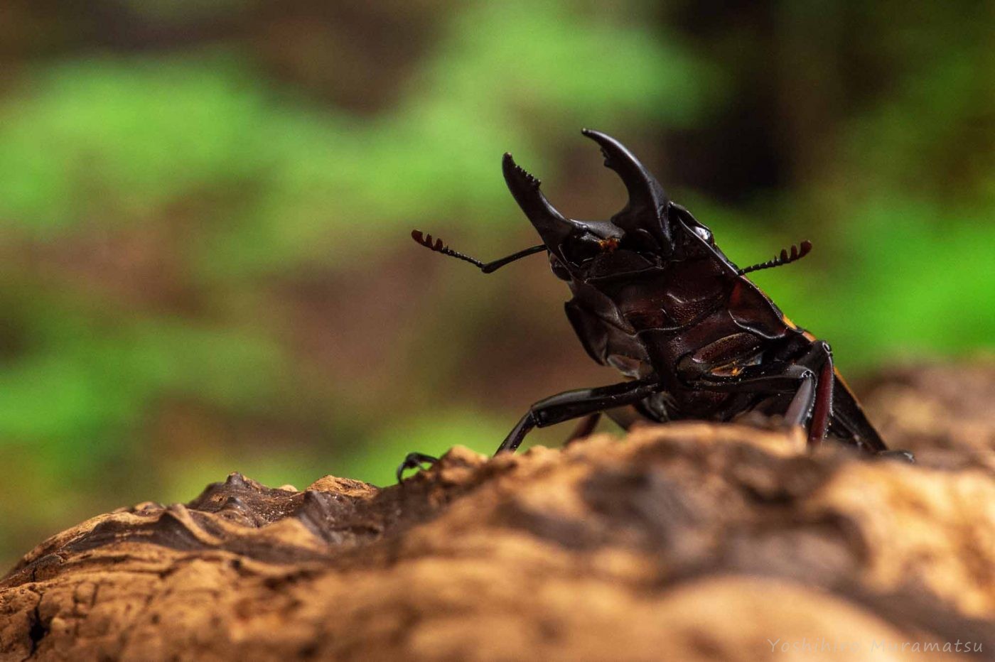 ファブリースノコギリクワガタ | 虫の写真と生態なら昆虫写真図鑑