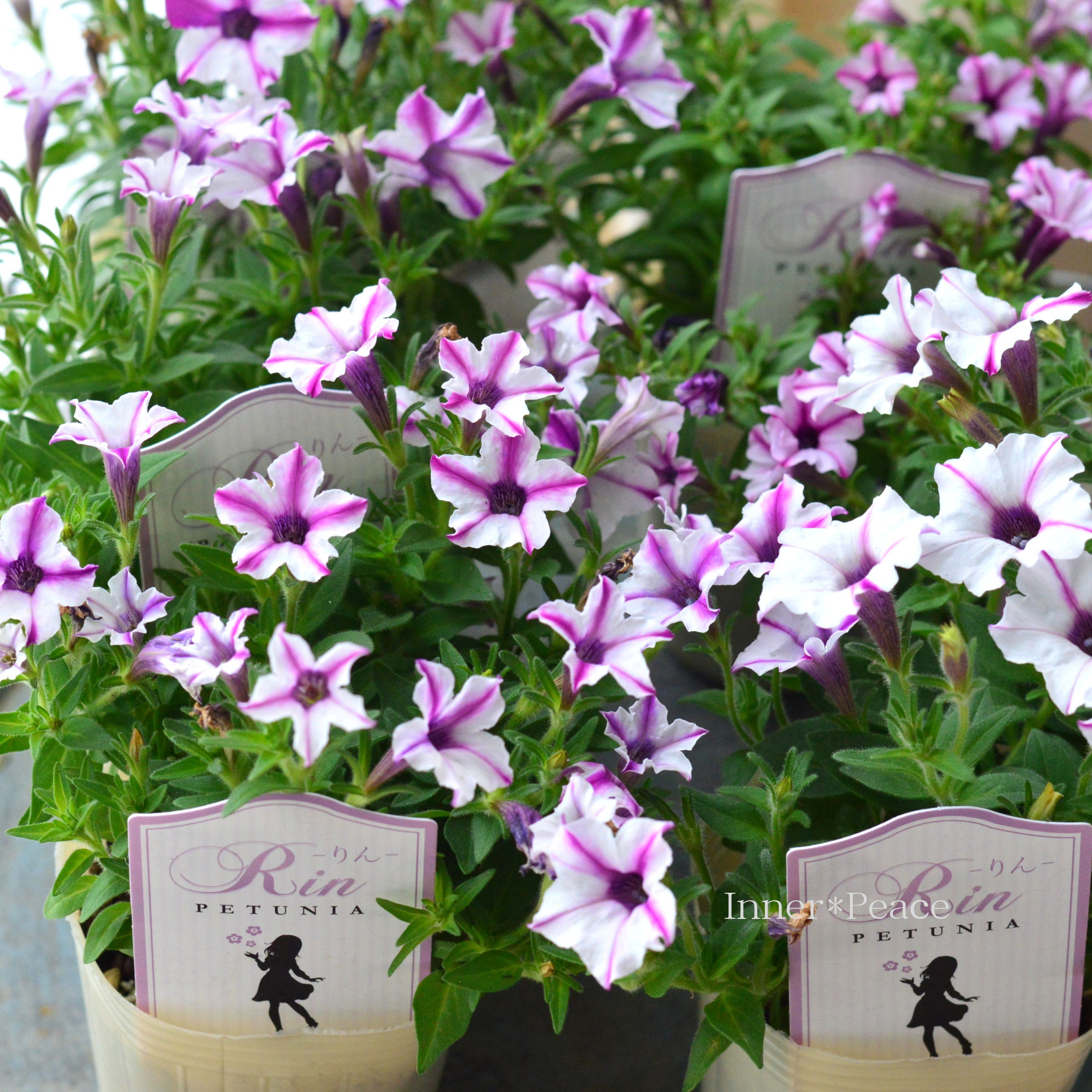 美しい】 ビオラ ロカハーツ 『ルーキーズ・D』 3.5寸POT