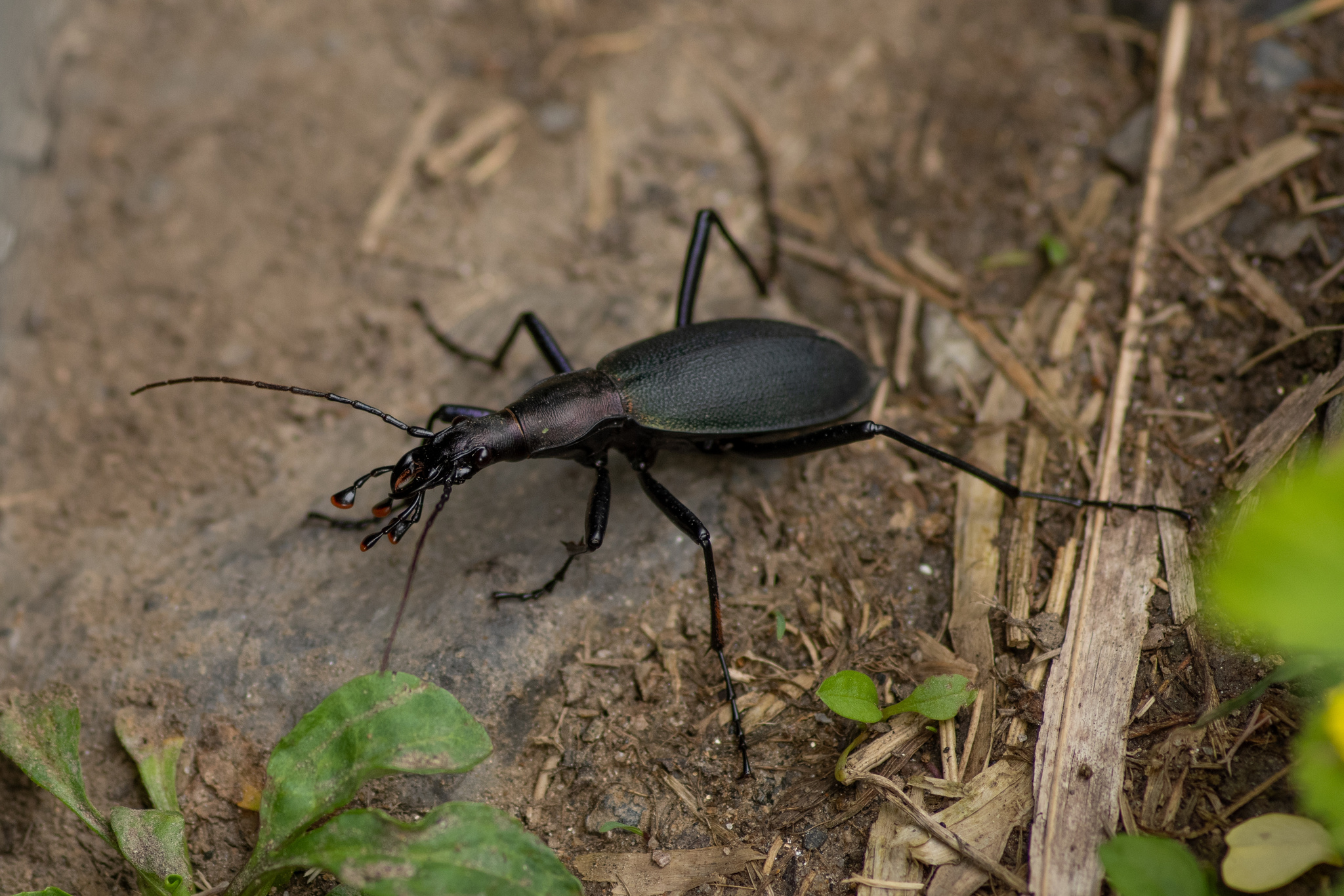 Snail-eating Beetle (Carabus blaptoides) · iNaturalist