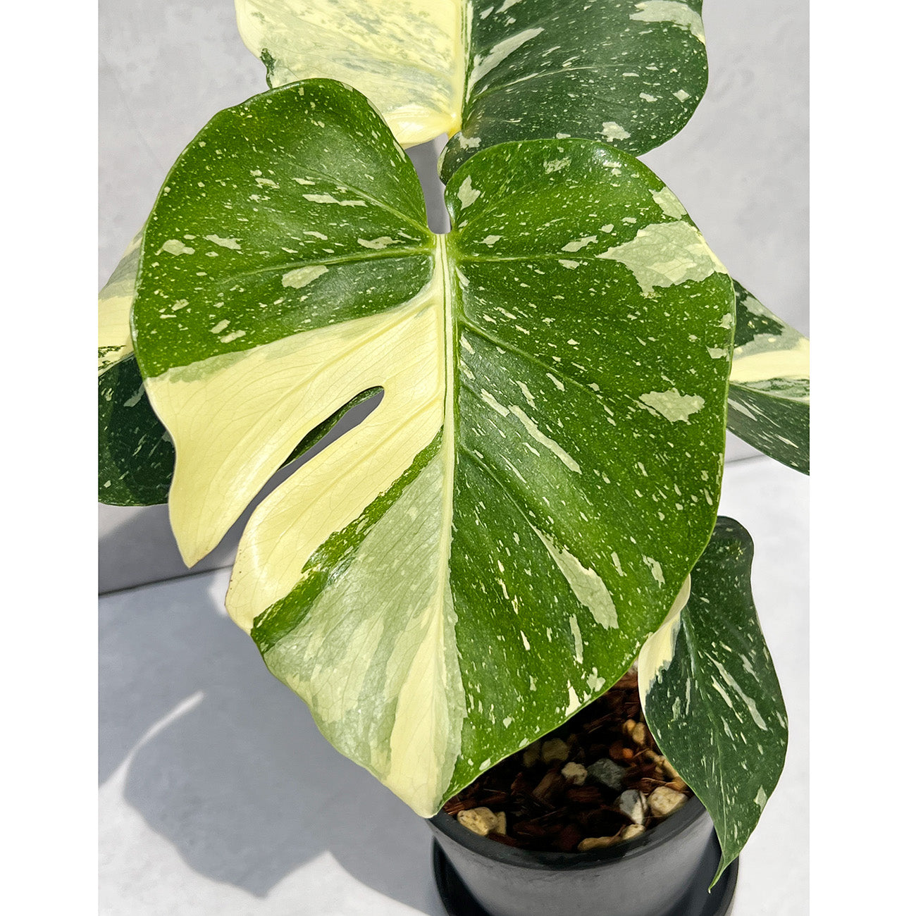 現品販売】モンステラ デリシオーサ タイコンステレーション クリーム