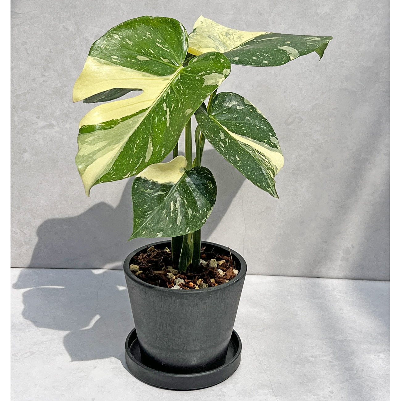 現品販売】モンステラ デリシオーサ タイコンステレーション クリーム