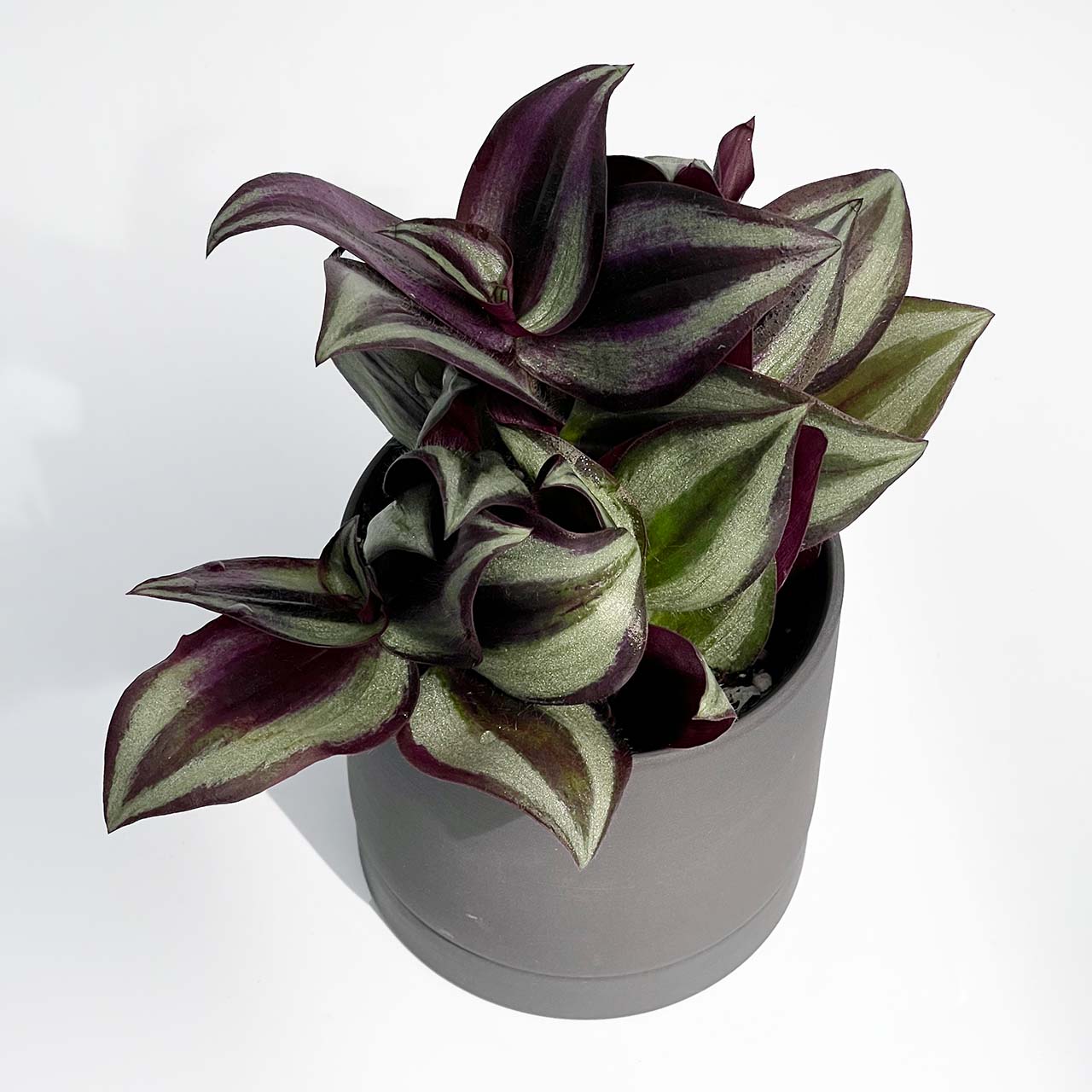 トラディスカンティア ゼブリナ – inakougei