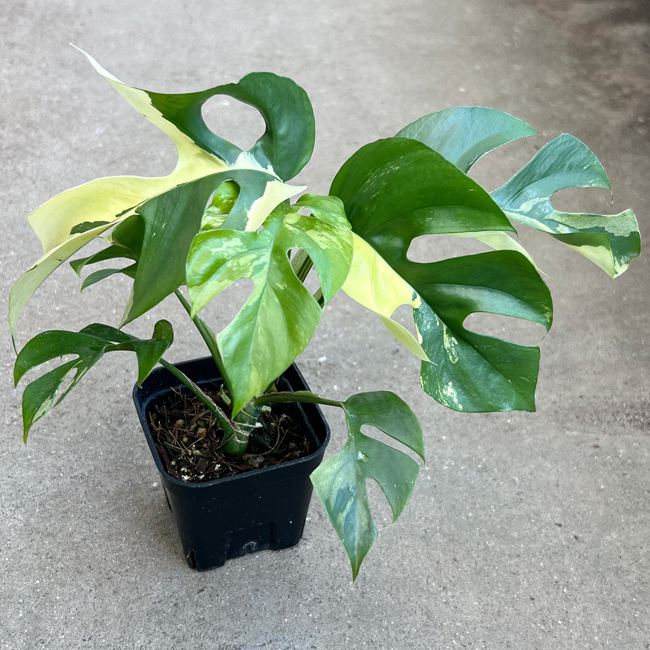 現品販売】ラフィドフォラ テトラスペルマ バリエガータ 3号