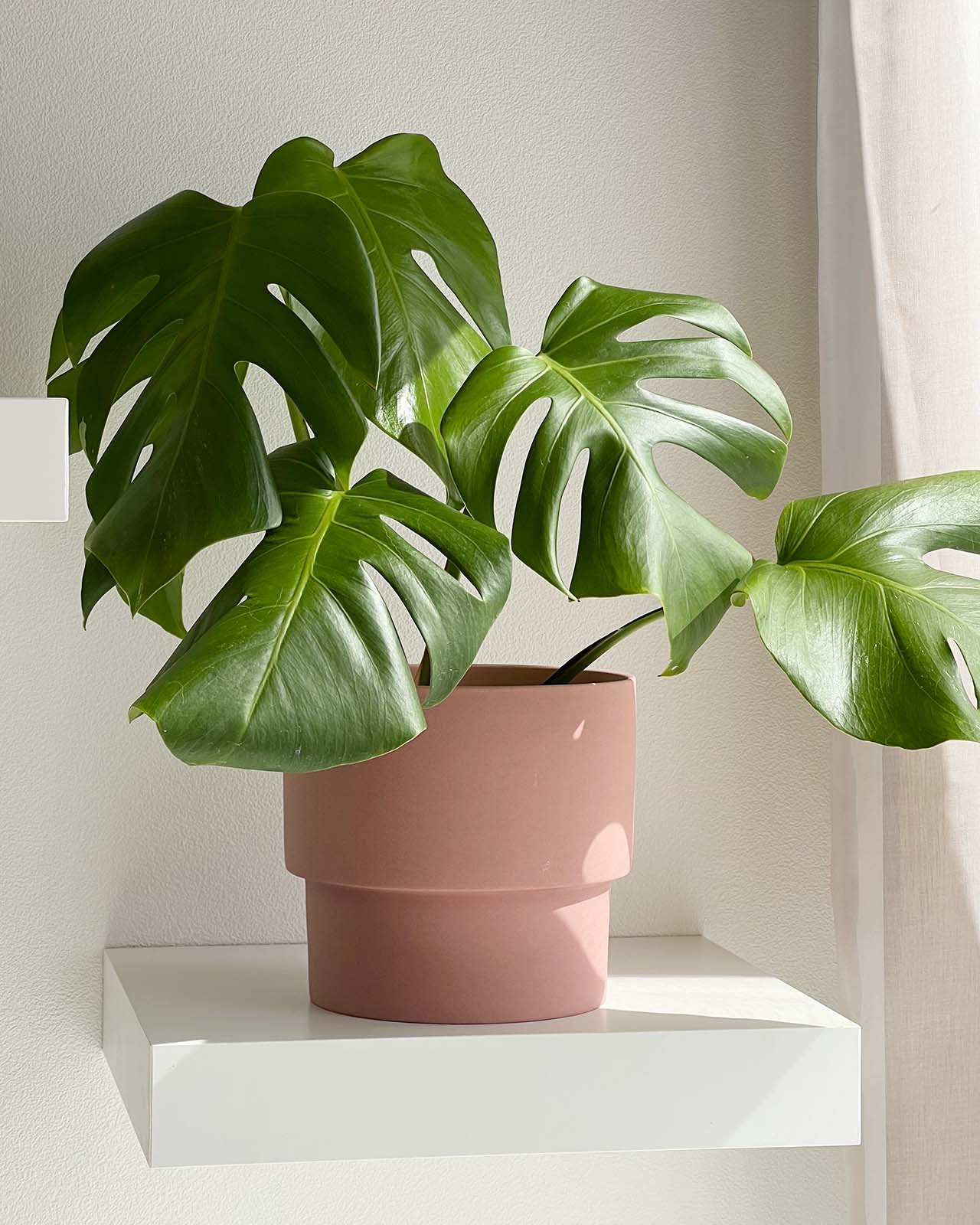 鉢カバー 陶器 5号 – inakougei