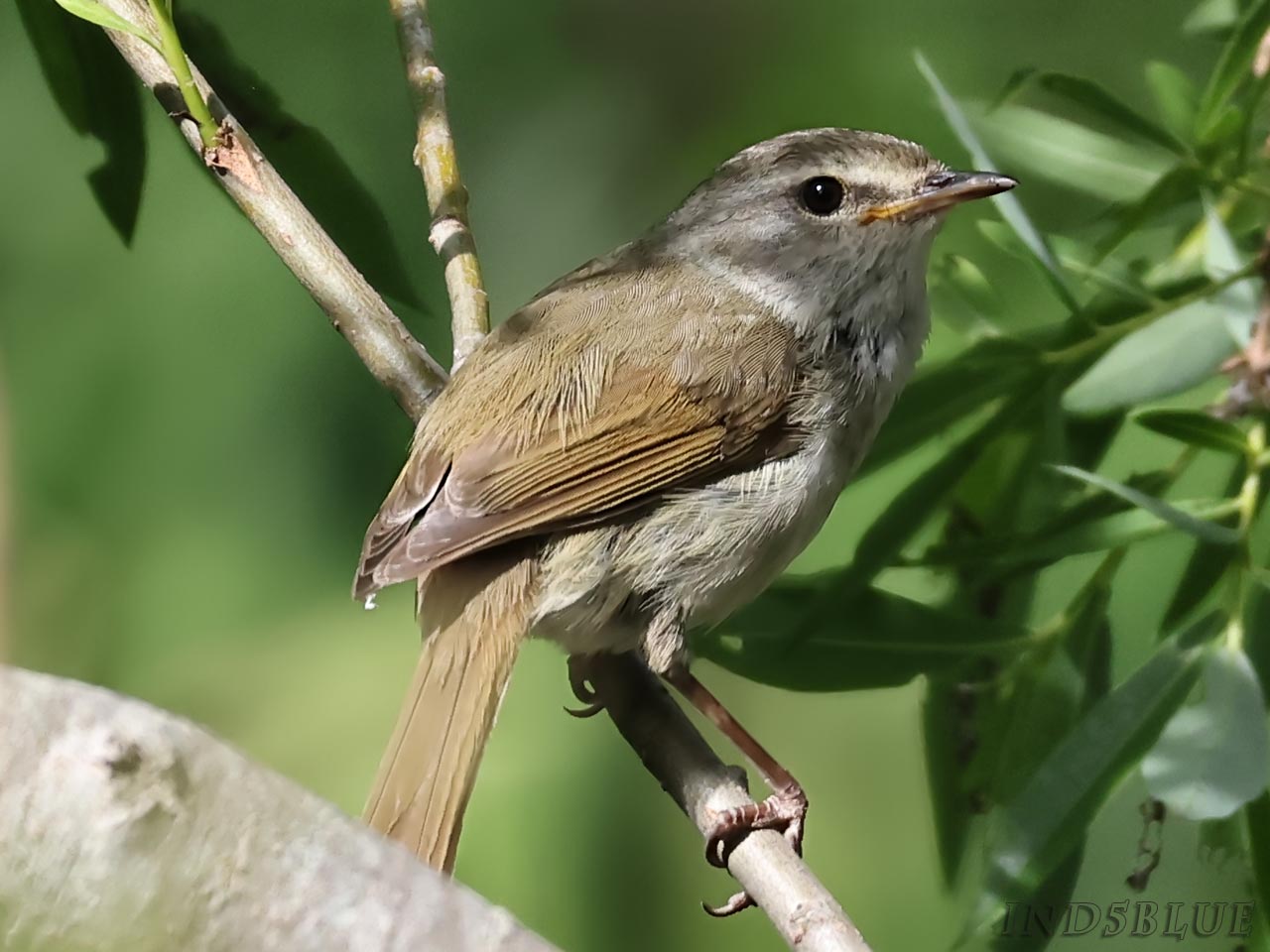 ウグイス、さえずり、警戒音、Horornis diphone、apanese Bush Warbler