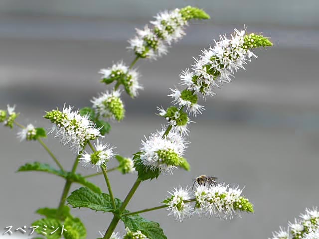 花図鑑、スペアミントの花、シソ科ハッカ属