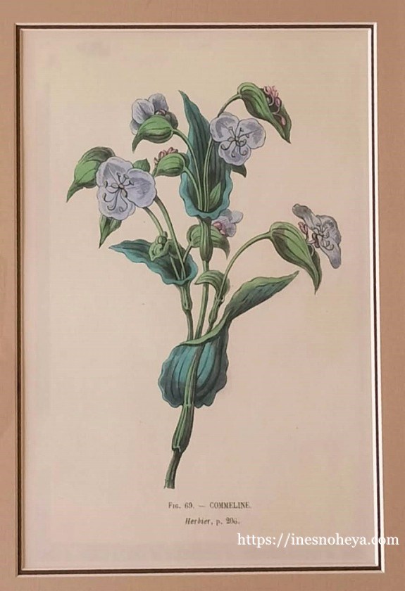 ボタニカルアートフレーム額B - フランスアンティーク （フレンチ