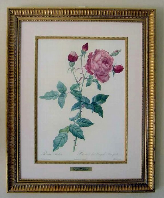 ルドゥーテのバラ（ルドゥテローズ）のアンティーク複製額絵（ロサ