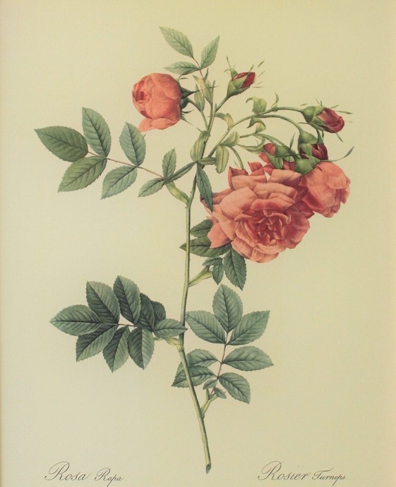 ピエール・ジョセフ・ルドゥーテの薔薇（ルドゥーテローズ）のフレンチ