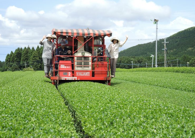 鹿児島県南九州市知覧町の「うまか有機銘茶会」を訪問 有機のお茶が