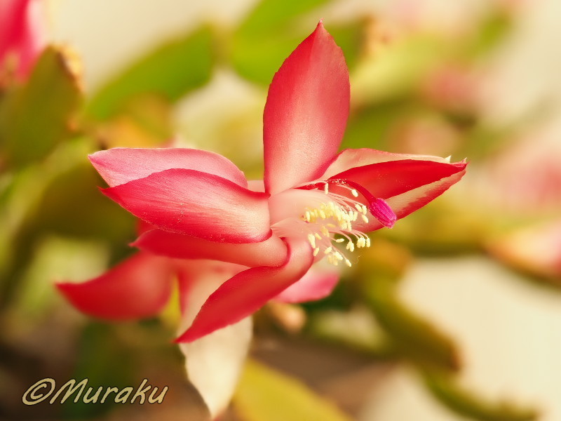 りんご シャコバサボテン コンペイトウファイヤー シクラメン レジーナ