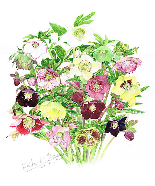 202404botanikaru?$VS_520$