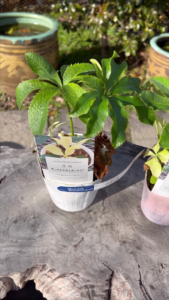 2023年1月29日 クリスマスローズ販売！(1) 苗(1) 松村ナーセリー