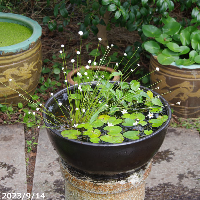 山野草の石田精華園 / 信楽焼 睡蓮鉢 陶器 手づくり 黒マット 浅水鉢