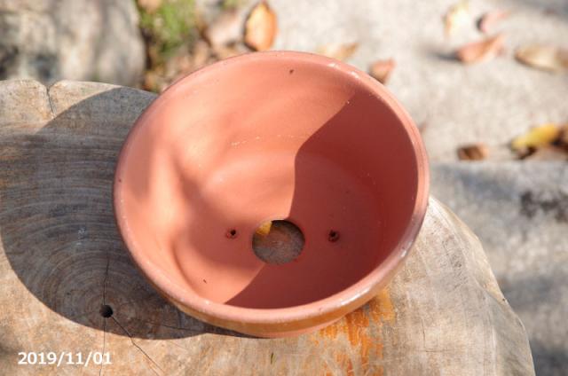 山野草の石田精華園 / 常滑焼 植木鉢 駄温鉢 浅型 6号(直径18cm) 【山