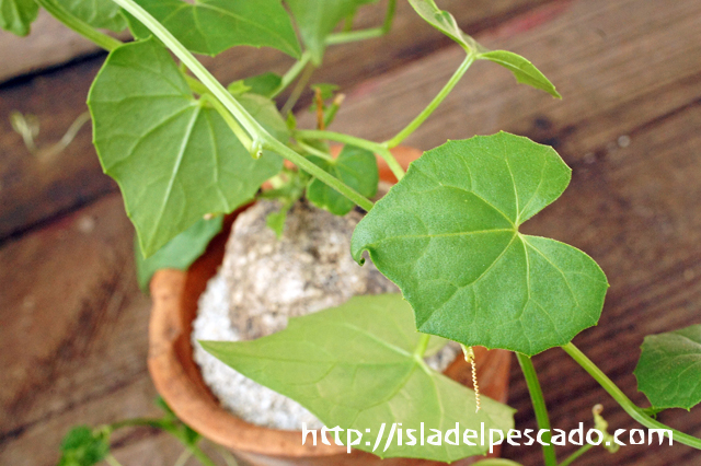 isla del pescado - Momordica boivinii-モモルディカ・ボイビニー